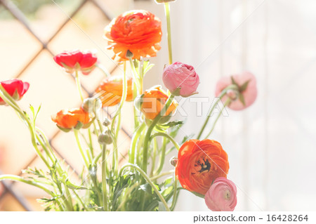 Colorful persian buttercup flowers (ranunculus) Colorful persian buttercup flowers (ranunculus) 16428264