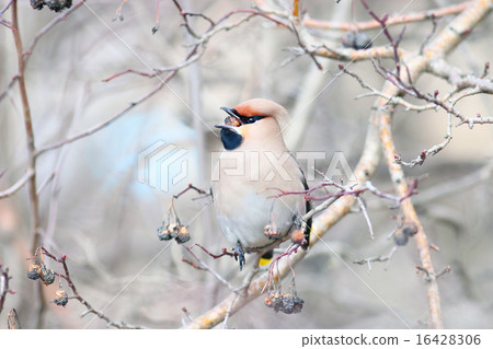 Waxwing on branches without leaves Waxwing on branches without leaves 16428306