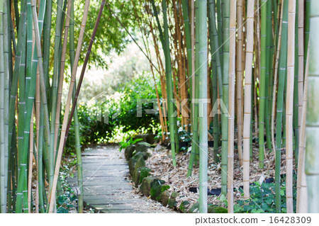 bamboo forest 16428309