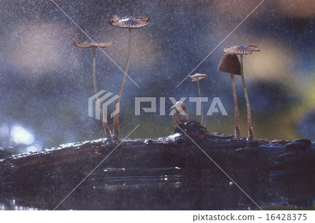 small mushrooms toadstools macro poisonous small mushrooms toadstools macro poisonous 16428375