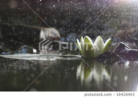 lily flower lily lake cleanliness lily flower lily lake cleanliness 16428403