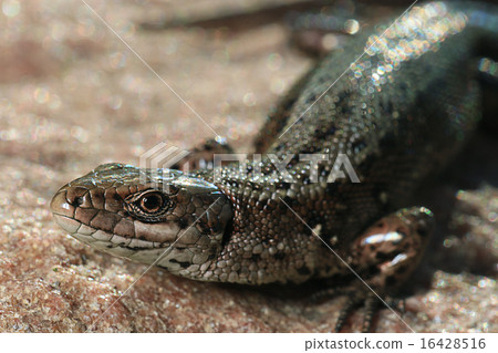 brown lizard on a rock close brown lizard on a rock close 16428516