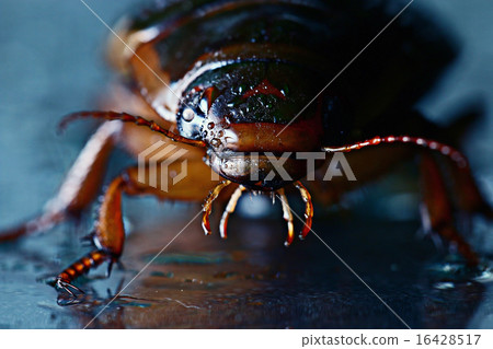 water beetle macro water beetle macro 16428517