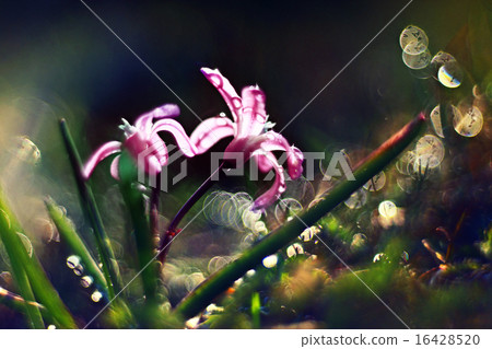 blue small flowers snowdrops, spring landscape blue small flowers snowdrops, spring landscape 16428520