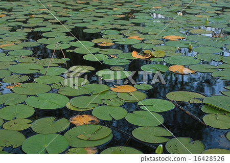 lily pads on the water lily pads on the water 16428526