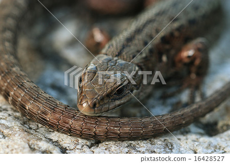 brown lizard on a rock close brown lizard on a rock close 16428527