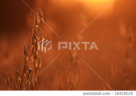 blurred background dry grass sunset blurred background dry grass sunset 16428529