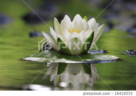 lily flower lily lake cleanliness lily flower lily lake cleanliness 16428555