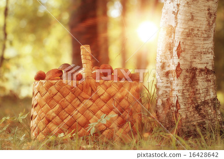 Basket with mushrooms autumn forest sun rays 16428642