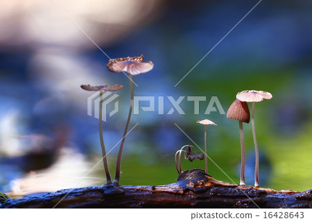 small mushrooms toadstools macro poisonous 16428643