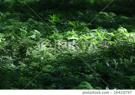 green grass background 16428797