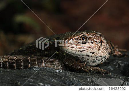 brown lizard on a rock close brown lizard on a rock close 16428992