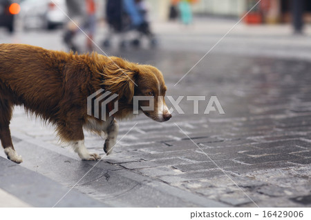 little redhead cute dog on the street 16429006