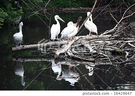 white pelican pond zoo 16429047