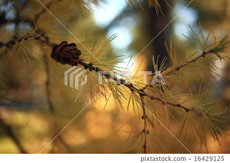 larch needles yellow background 16429125
