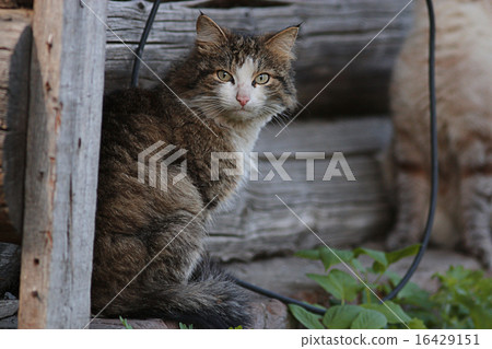 domestic cat in the village domestic cat in the village 16429151