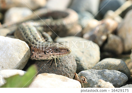 brown lizard on a rock close brown lizard on a rock close 16429175