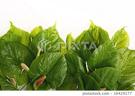 green leaves on a white background green leaves on a white background 16429177