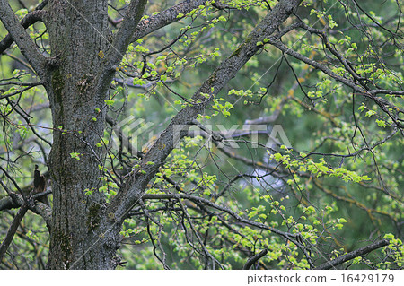 green young leaves background branch leaves 16429179