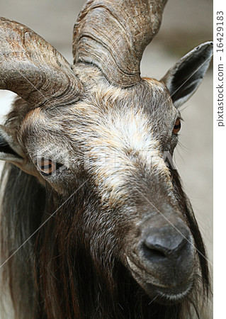 goat at the zoo goat at the zoo 16429183
