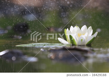 lily flower lily lake cleanliness lily flower lily lake cleanliness 16429188