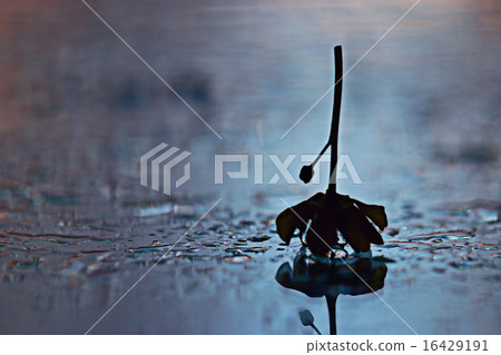 silhouette of the flower on the glass reflection silhouette of the flower on the glass reflection 16429191