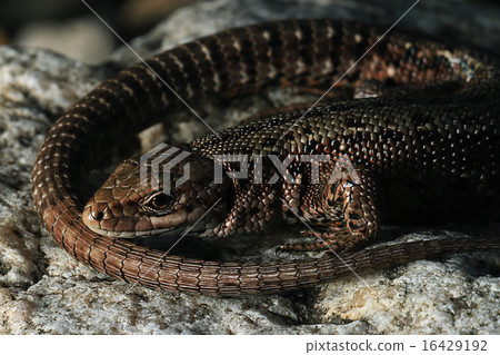 brown lizard on a rock close brown lizard on a rock close 16429192