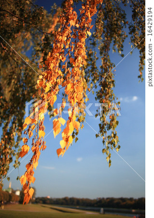 orange yellow leaves on a branch concept autumn 16429194