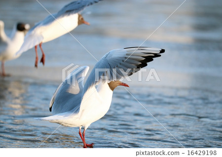 white seagull on the ice white seagull on the ice 16429198