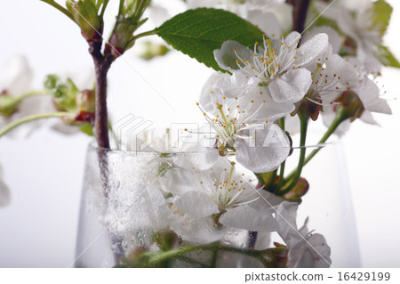 cherry blossom aroma cherry blossom aroma 16429199