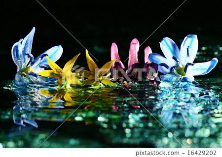 colorful flowers on black background reflection colorful flowers on black background reflection 16429202