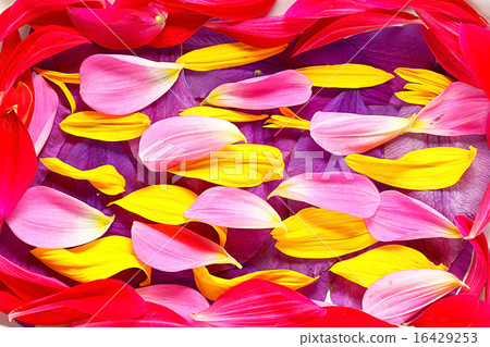 The natural texture of multicolored flower petals, colorful The natural texture of multicolored flower petals, colorful 16429253