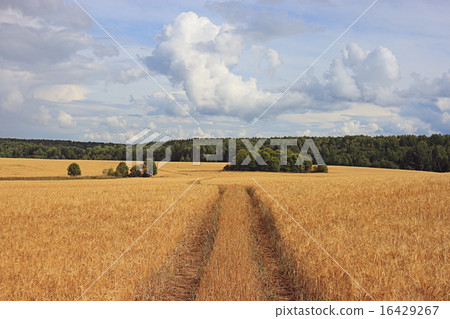 road by a wheat field landscape road by a wheat field landscape 16429267