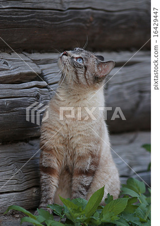 domestic cat in the village domestic cat in the village 16429447