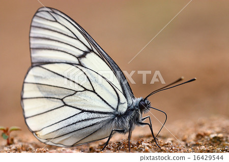 white butterflies on sand white butterflies on sand 16429544