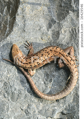 brown lizard on a rock close brown lizard on a rock close 16429546