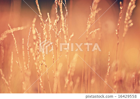blurred background dry grass sunset blurred background dry grass sunset 16429558