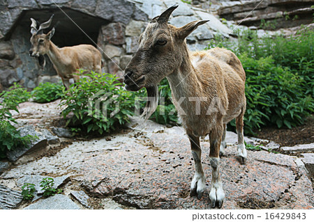 goat at the zoo goat at the zoo 16429843
