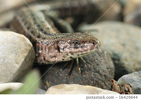 brown lizard on a rock close brown lizard on a rock close 16429844