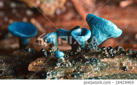 macro mold fungi 16429969
