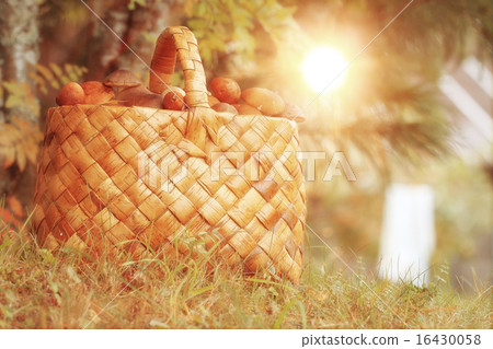 Basket with mushrooms autumn forest sun rays 16430058