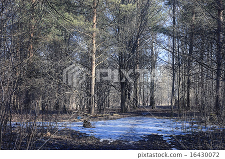 Park trees without leaves in the first snow 16430072