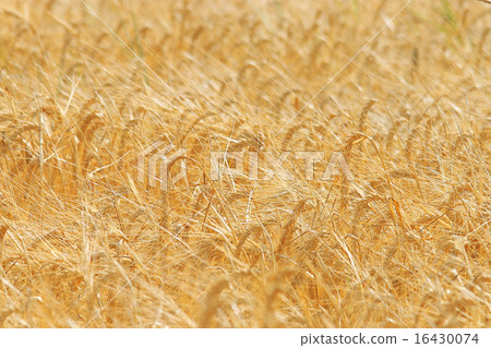hay background hay background 16430074