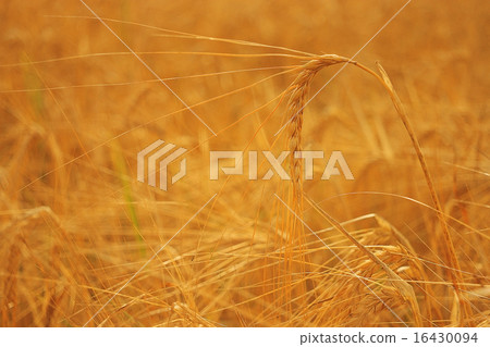barley field texture landscape barley field texture landscape 16430094