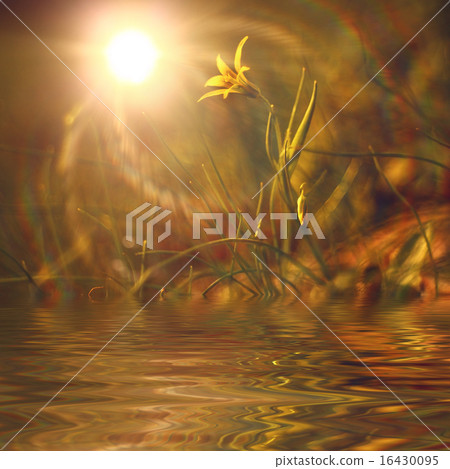 beautiful little yellow flower beautiful little yellow flower 16430095