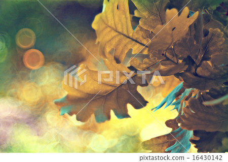 green oak leaves bokeh 16430142