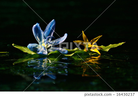 blue flowers black background macro 16430237