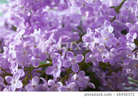 lilac flowers macro background 16430372
