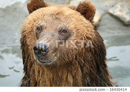 brown bear in a zoo brown bear in a zoo 16430414