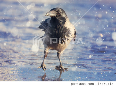 crow ice winter wildlife crow ice winter wildlife 16430512